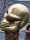 Zeer grote anatomische skull-schedel, uit Polystein-Gold. - 3 - Thumbnail