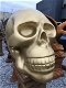 Zeer grote anatomische skull-schedel, uit Polystein-Gold. - 7 - Thumbnail