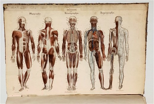 Anatomie Methodique ou Organographie Humaine 1829 15 Platen - 0
