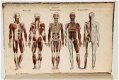 Anatomie Methodique ou Organographie Humaine 1829 15 Platen - 0 - Thumbnail