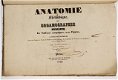 Anatomie Methodique ou Organographie Humaine 1829 15 Platen - 2 - Thumbnail