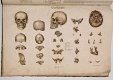 Anatomie Methodique ou Organographie Humaine 1829 15 Platen - 3 - Thumbnail