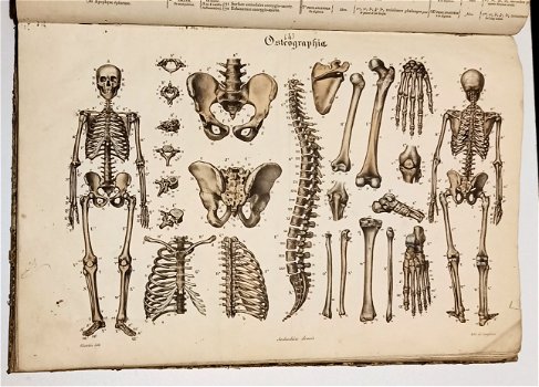 Anatomie Methodique ou Organographie Humaine 1829 15 Platen - 4