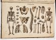 Anatomie Methodique ou Organographie Humaine 1829 15 Platen - 4 - Thumbnail