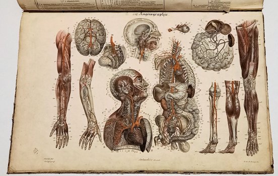 Anatomie Methodique ou Organographie Humaine 1829 15 Platen - 5
