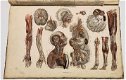 Anatomie Methodique ou Organographie Humaine 1829 15 Platen - 5 - Thumbnail