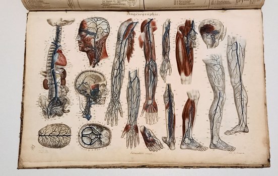 Anatomie Methodique ou Organographie Humaine 1829 15 Platen - 6
