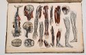 Anatomie Methodique ou Organographie Humaine 1829 15 Platen - 6 - Thumbnail