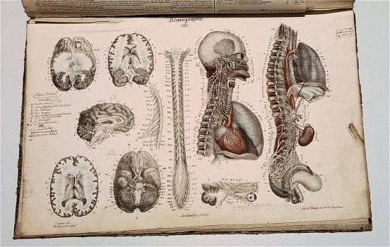 Anatomie Methodique ou Organographie Humaine 1829 15 Platen - 7