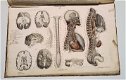 Anatomie Methodique ou Organographie Humaine 1829 15 Platen - 7 - Thumbnail