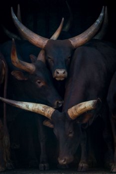 ANKOLE WATUSI - 0