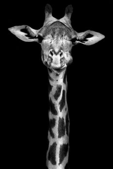 GIRAFFE - 0