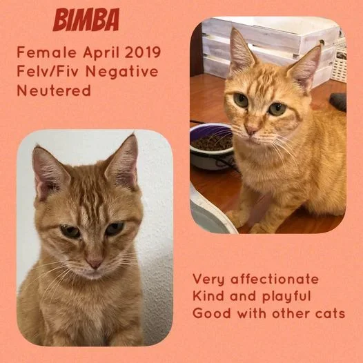 MJM Dogs Foundation: Bimba - nr. 1