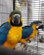 Geelstaartara papegaai met kooi - 0 - Thumbnail