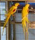 Getemde Alexandrine papegaai met kooi - 0 - Thumbnail
