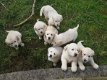 Prachtige Kc-geregistreerde Golden Retriever-puppy's - 0 - Thumbnail