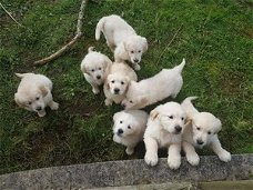 Prachtige Kc-geregistreerde Golden Retriever-puppy's
