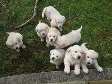 Prachtige Kc-geregistreerde Golden Retriever-puppy's