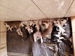 Prachtige Kc-geregistreerde pomsky-puppy's - 0 - Thumbnail