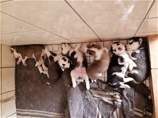 Prachtige Kc-geregistreerde pomsky-puppy's