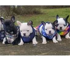 Prachtige Kc-geregistreerde Franse Bulldog-puppy's