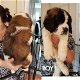 Prachtige Berner Sennenhond puppy's - 0 - Thumbnail