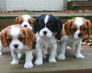 Prachtige Cavalier King Charles Spaniel-puppy's - 0