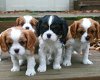 Prachtige Cavalier King Charles Spaniel-puppy's - 0 - Thumbnail