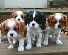 Prachtige Cavalier King Charles Spaniel-puppy's