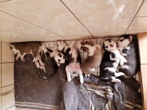 Prachtige Siberische Husky-pups - 0