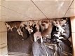 Prachtige Siberische Husky-pups - 0 - Thumbnail