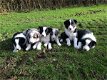 Prachtige prachtige Border Collie-puppy's - 0 - Thumbnail
