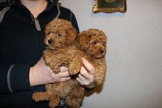 Prachtige prachtige Toy Poodle-puppy's beschikbaar