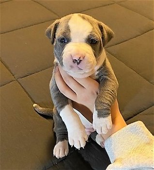 Prachtige prachtige Pitbull-puppy's beschikbaar - 0