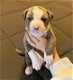 Prachtige prachtige Pitbull-puppy's beschikbaar - 0 - Thumbnail