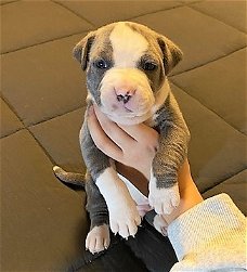 Prachtige prachtige Pitbull-puppy's beschikbaar