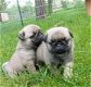 Prachtige prachtige pug-puppy's beschikbaar - 0 - Thumbnail