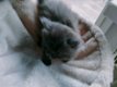 Langharige kitten - 1 - Thumbnail