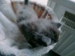 Langharige kitten - 2 - Thumbnail