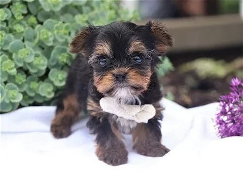 Teacup Yorkie Puppies Available for new homes - 0
