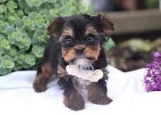 Teacup Yorkie Puppies Available for new homes 