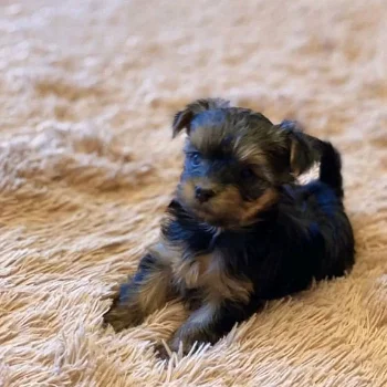 Teacup Yorkie Puppies Available for new homes - 1