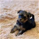 Teacup Yorkie Puppies Available for new homes - 1 - Thumbnail