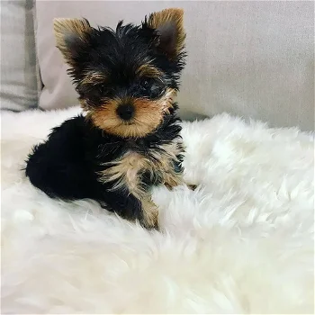 Teacup Yorkie Puppies Available for new homes - 2