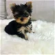 Teacup Yorkie Puppies Available for new homes - 2 - Thumbnail