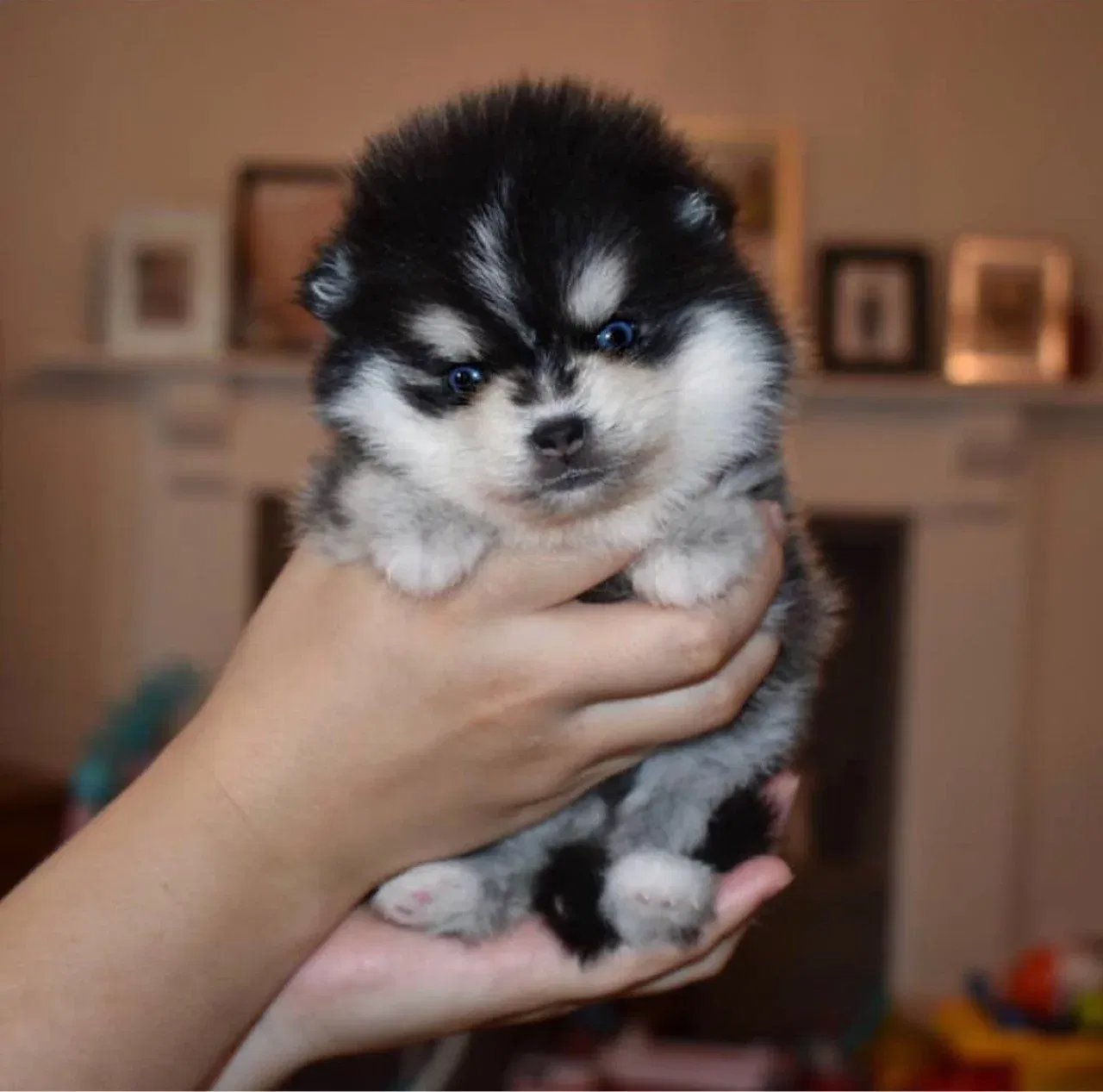 Liebenswerte und verschmuste Pomsky-Welpen sind bereit für den Markt. - nr. 1