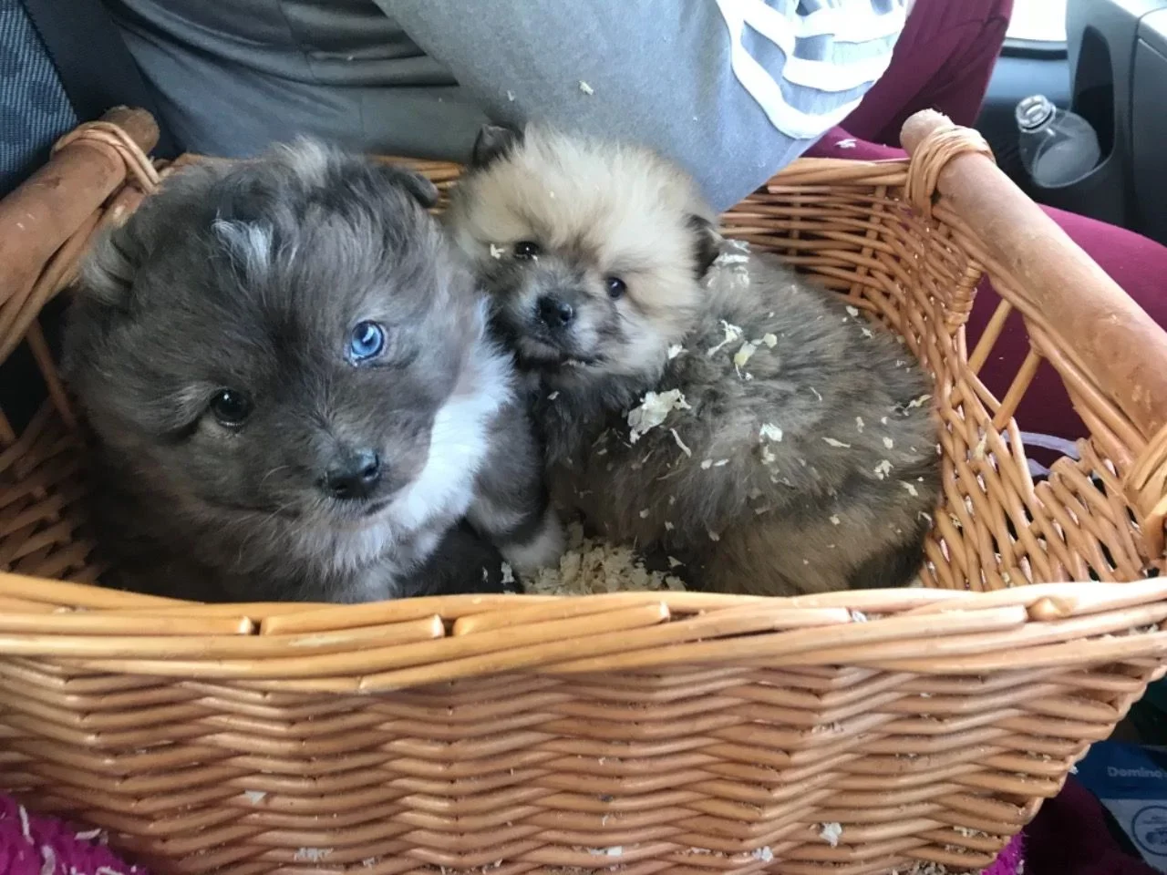 Liebenswerte und verschmuste Pomsky-Welpen sind bereit für den Markt. - Afbeelding 2
