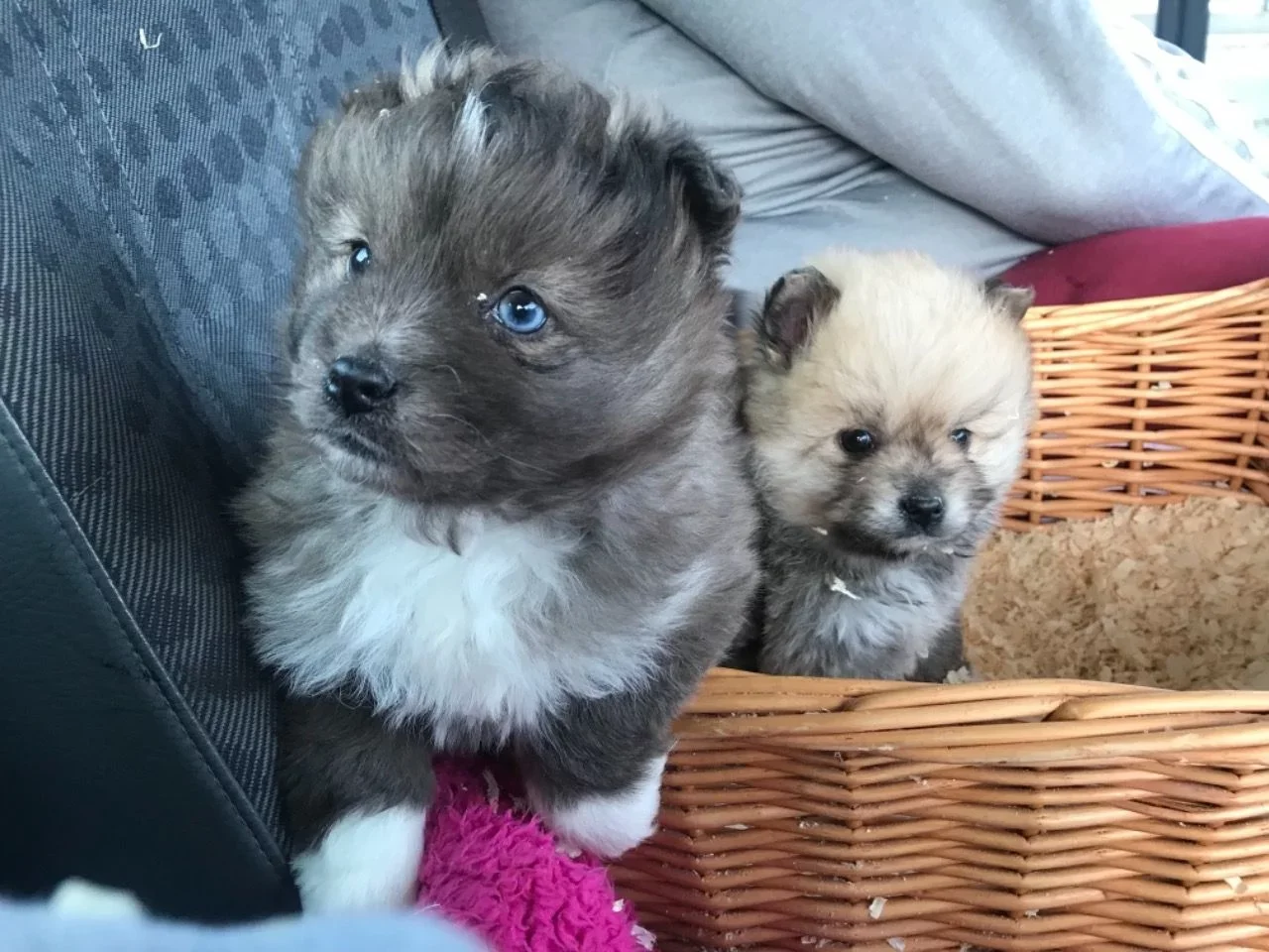 Liebenswerte und verschmuste Pomsky-Welpen sind bereit für den Markt. - Afbeelding 3
