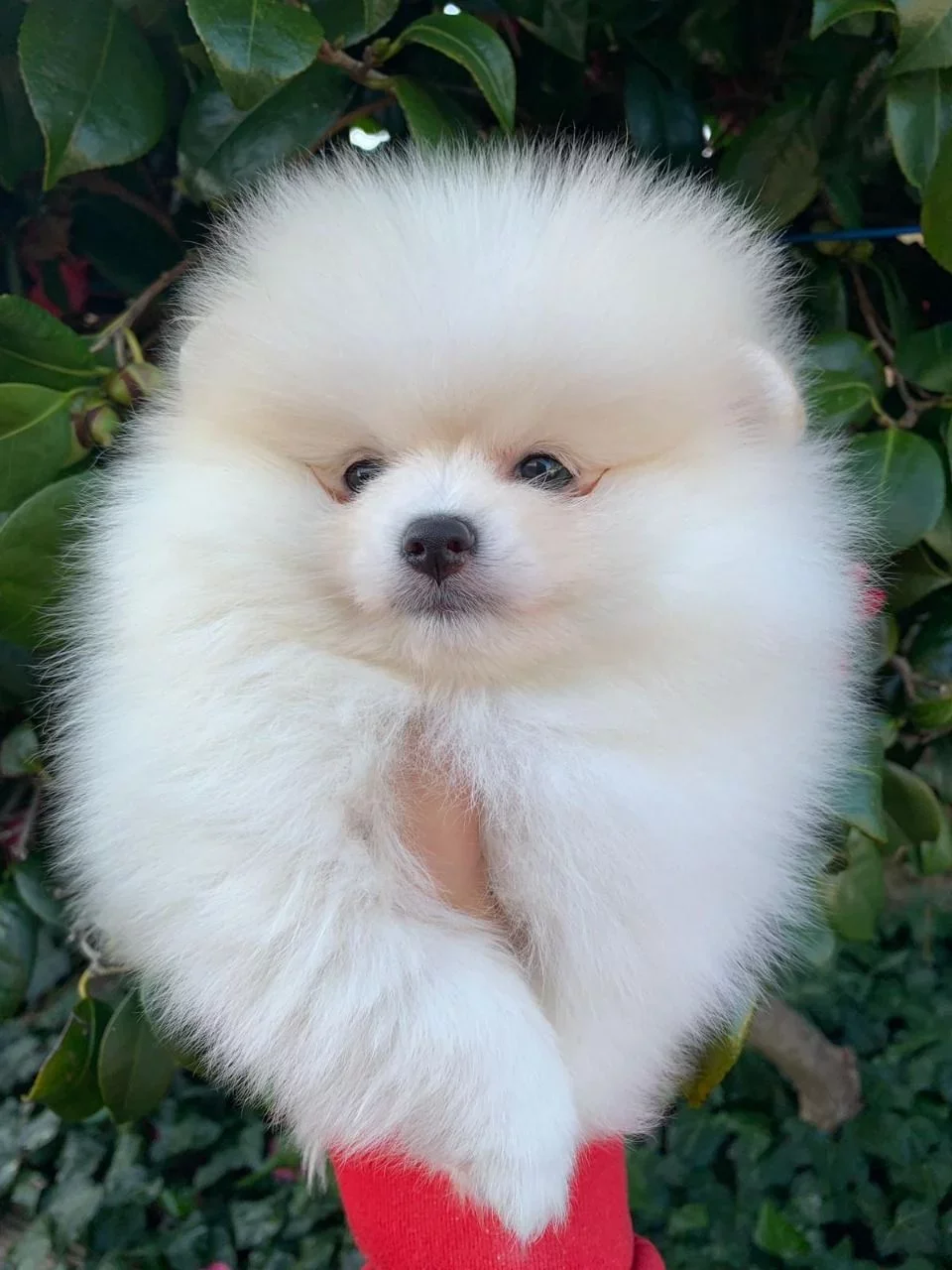 Pomsky-Welpen zu verkaufen - Afbeelding 2