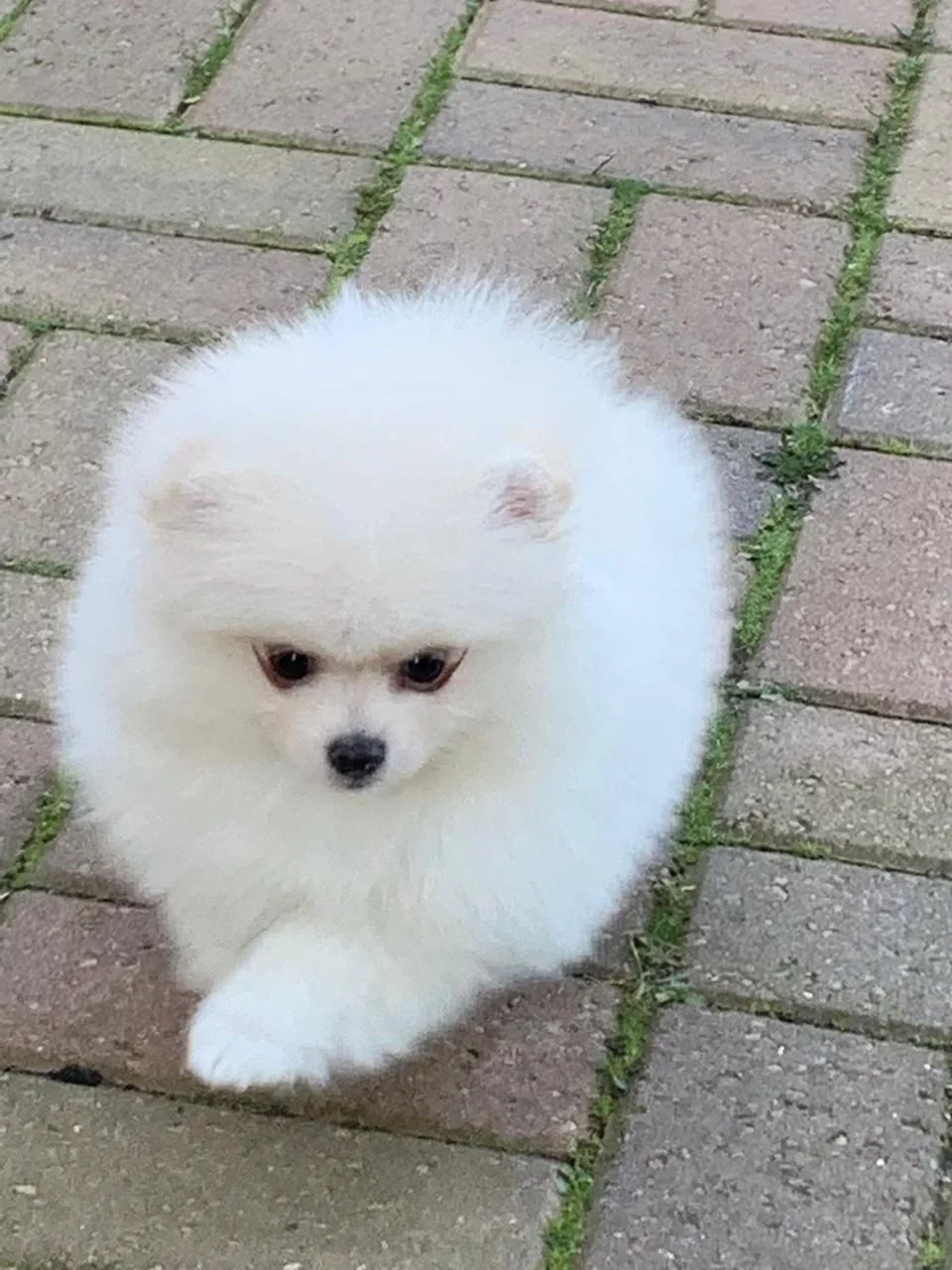 Pomsky-Welpen zu verkaufen - Afbeelding 3